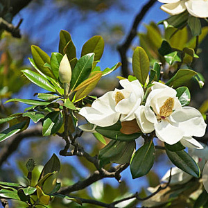Magnolia grand. 'Galissonnière' 150-175 cm draadkluit meerstammig 80-100 breed