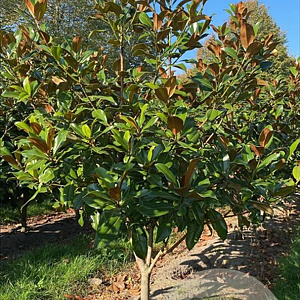 Magnolia grand. 'Galissonnière' 150-175 cm draadkluit meerstammig 80-100 breed