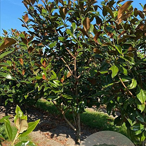Magnolia grand. 'Galissonnière' 150-175 cm draadkluit meerstammig 80-100 breed
