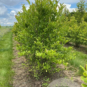 Magnolia stellata 150-175 cm draadkluit meerstammig 80-100 breed