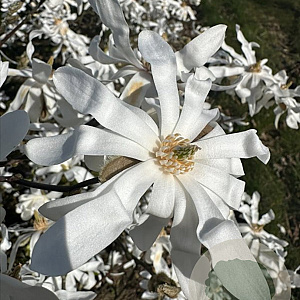 Magnolia stellata 175-200 cm draadkluit meerstammig