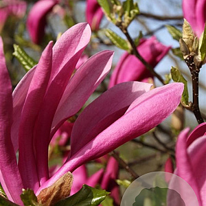 Magnolia 'Susan' 150-175 cm draadkluit meerstammig 80-100 breed