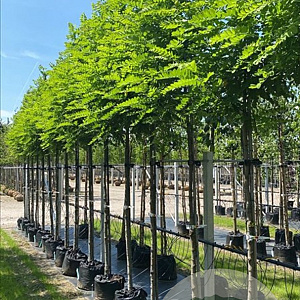 Robinia ps. 'Bessoniana' 10-12 HO draadkluit