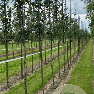 Sorbus thur. 'Fastigiata' 10-12 HO draadkluit