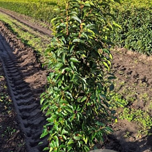 Prunus l. 'Angustifolia' 80-100 cm met kluit