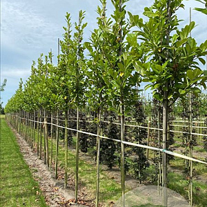 Prunus l. 'Caucasica' 10-12 HO draadkluit