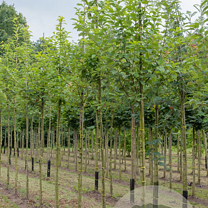 Prunus padus 8-10 HO draadkluit