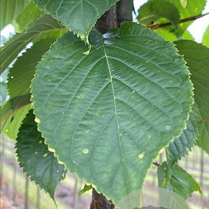 Prunus sargentii 'Rancho' 10-12 HO draadkluit