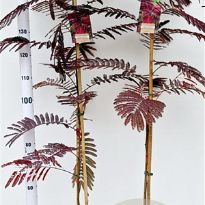 Albizia julibr. 'Summer Chocolate' 125-150 cm 3,5L