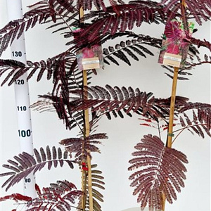Albizia julibr. 'Summer Chocolate' 125-150 cm 3,5L