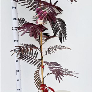 Albizia julibr. 'Summer Chocolate' 125-150 cm 3,5L
