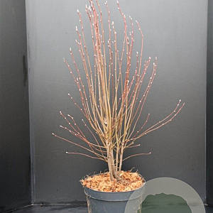 Amelanchier aln. 'Obelisk' 80-100 cm 10L