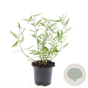 Caryopteris cland. 'Heavenly Blue' GM C1.3