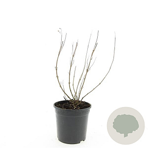 Caryopteris cland. 'Heavenly Blue' GM C1.3