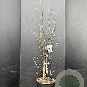 Amelanchier ovalis 125-150 cm 15L
