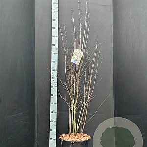 Amelanchier ovalis 125-150 cm 15L