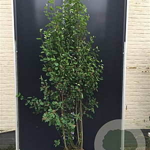 Amelanchier ovalis 150-175 cm 20L