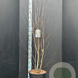 Amelanchier ovalis 150-175 cm 20L