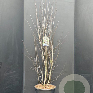 Amelanchier ovalis 175-200 cm 20L