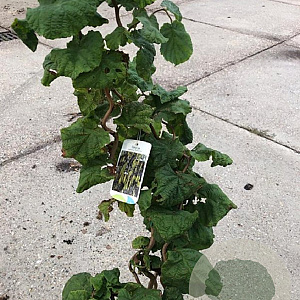 Corylus a. 'Contorta' 60-80 cm met kluit