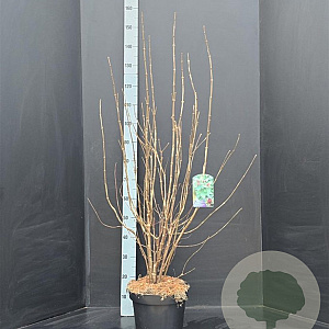 Calycanthus floridus 100-125 cm 10L