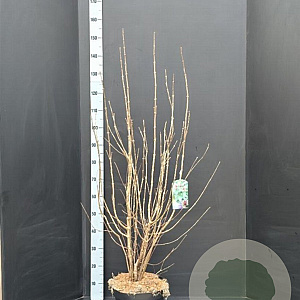 Calycanthus floridus 100-125 cm 10L