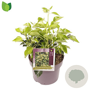 Hedera hel. 'Arborescens' 30-40 cm 5,0L