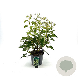 Hedera hel. 'Arborescens' 30-40 cm 5,0L