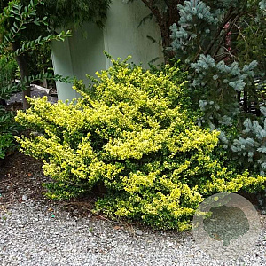 Ilex crenata 'Golden Gem' GM C3