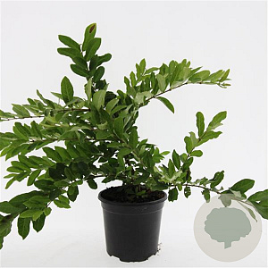 Ligustrum obtusifolium regelianum GM C1.3