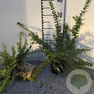 Lonicera nit. 'Maigrün' 30 cm C1.5