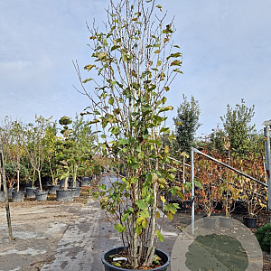 Magnolia 'Galaxy' 350-400 cm cont. 230L meerstammig