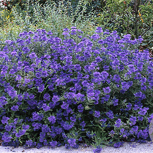 Caryopteris cland. 'Blauer Spatz' 30-40 cm 5,0L