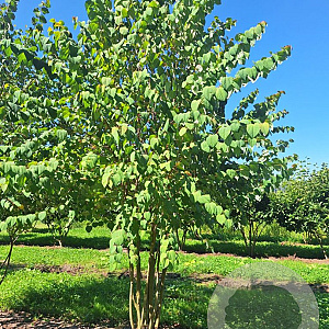 Cercidiphyllum japonicum 225-250 cm met kluit
