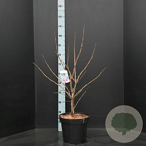 Cercis chinensis 'Avondale' 60-80 cm 10L