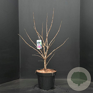 Cercis chinensis 'Avondale' 60-80 cm 10L