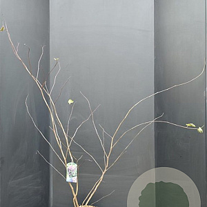 Cercis siliquastrum 100-125 cm 15L