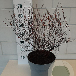 Spiraea jap. 'Goldflame' 40-45 cm 10L