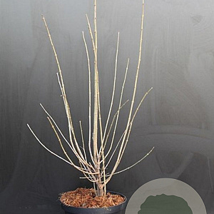 Chimonanthus praecox 60-80 cm 7,5L