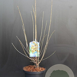Chimonanthus praecox 60-80 cm 7,5L