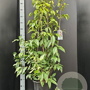 Chimonanthus praecox 125-150 cm 15L