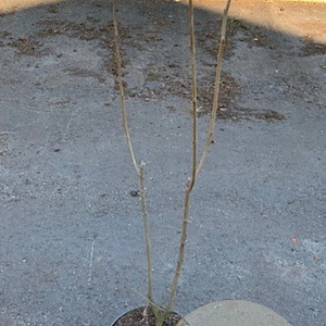 Chionanthus virginicus 80-100 cm met kluit
