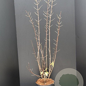 Chionanthus virginicus 80-100 cm 10L