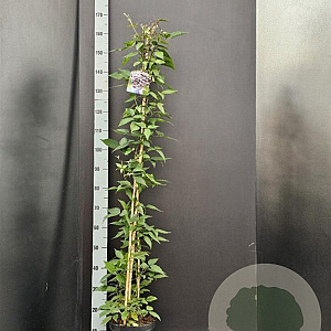 Clematis 'Mayleen' 175-200 cm 7,5L