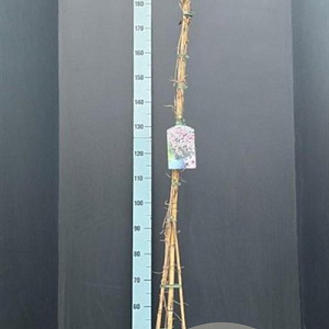 Clematis mont. rubens 175-200 cm 7,5L