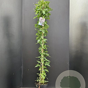 Clematis mont. rubens 175-200 cm 7,5L