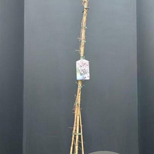 Clematis mont. rubens 175-200 cm 7,5L