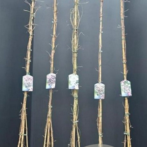 Clematis mont. rubens 175-200 cm 7,5L