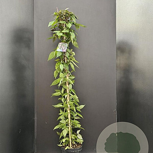 Clematis 'Tetrarose' 175-200 cm 7,5L