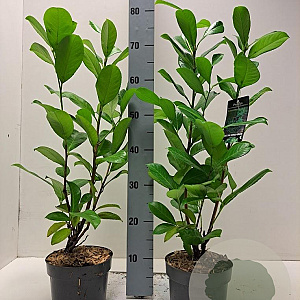 Prunus I. 'Rotundifolia' 40-60 cm 2,0L